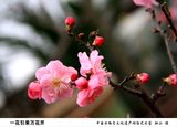 一花引来万花开